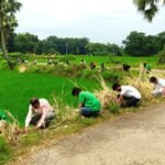 Programme to plant 5,000 palmyra palm seeds in Cumilla to reduce lightning risk