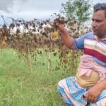 পানিতে ডুবেছে পদ্মার চর, লোকসানের শঙ্কায় কৃষক