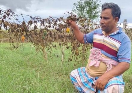 পানিতে ডুবেছে পদ্মার চর, লোকসানের শঙ্কায় কৃষক