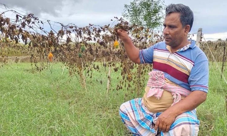 পানিতে ডুবেছে পদ্মার চর, লোকসানের শঙ্কায় কৃষক