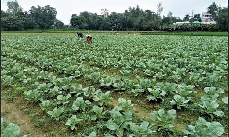 আগাম শীতের সবজিতে ভাগ্য ফেরানোর স্বপ্ন টাঙ্গাইলের কৃষকের