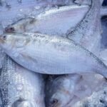 103 no-objection certificates cancelled, hilsa import from India stops