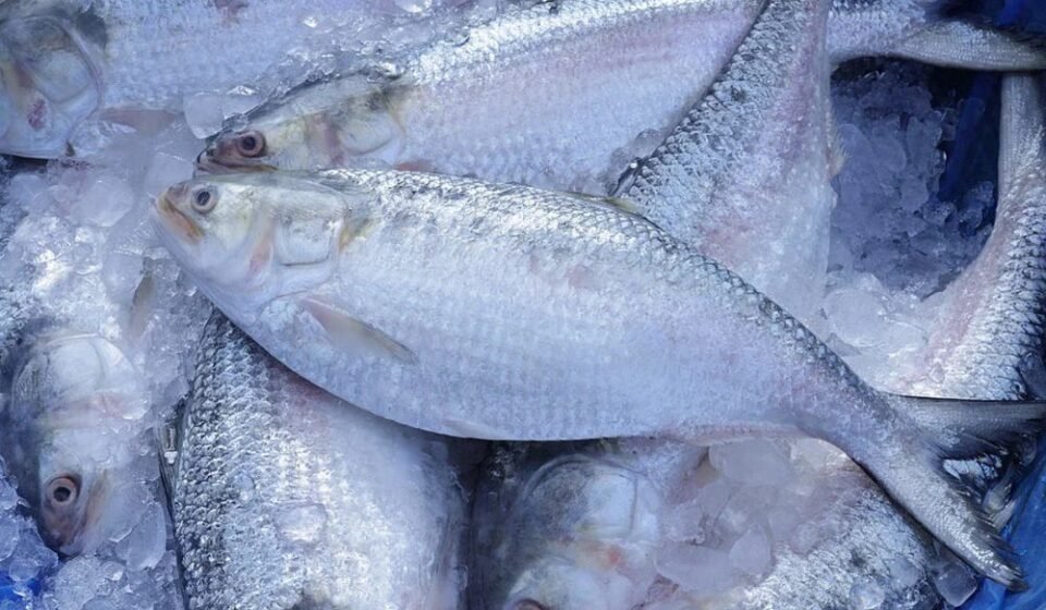 103 no-objection certificates cancelled, hilsa import from India stops