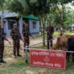 Indian cattle and liquor seized in BGB drive on Chunarughat border
