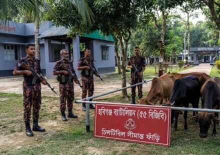 চুনারুঘাট সীমান্তে বিজিবির অভিযানে জব্দ ভারতীয় গরু ও মদ