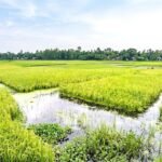 তিস্তার পানির ওঠানামা: পাকা আমন নিয়ে শঙ্কায় ১৮০ চরের কৃষক
