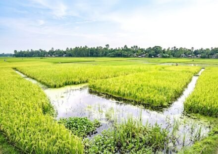 তিস্তার পানির ওঠানামা: পাকা আমন নিয়ে শঙ্কায় ১৮০ চরের কৃষক