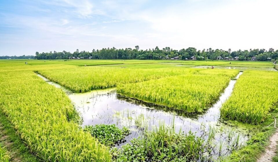 তিস্তার পানির ওঠানামা: পাকা আমন নিয়ে শঙ্কায় ১৮০ চরের কৃষক