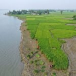 এক সপ্তাহে ২৭ পরিবারের ঘর নদীতে, ভাঙনের মুখে কাঁচা আমন কেটে গবাদিপশুকে খাওয়াচ্ছেন তিস্তাপাড়ের কৃষক