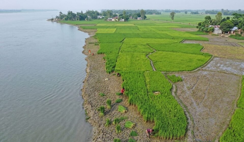 এক সপ্তাহে ২৭ পরিবারের ঘর নদীতে, ভাঙনের মুখে কাঁচা আমন কেটে গবাদিপশুকে খাওয়াচ্ছেন তিস্তাপাড়ের কৃষক
