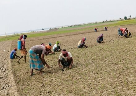 Early murikata onion farming begins in Rajbari, third in the country for onions, with free seed and fertiliser planned