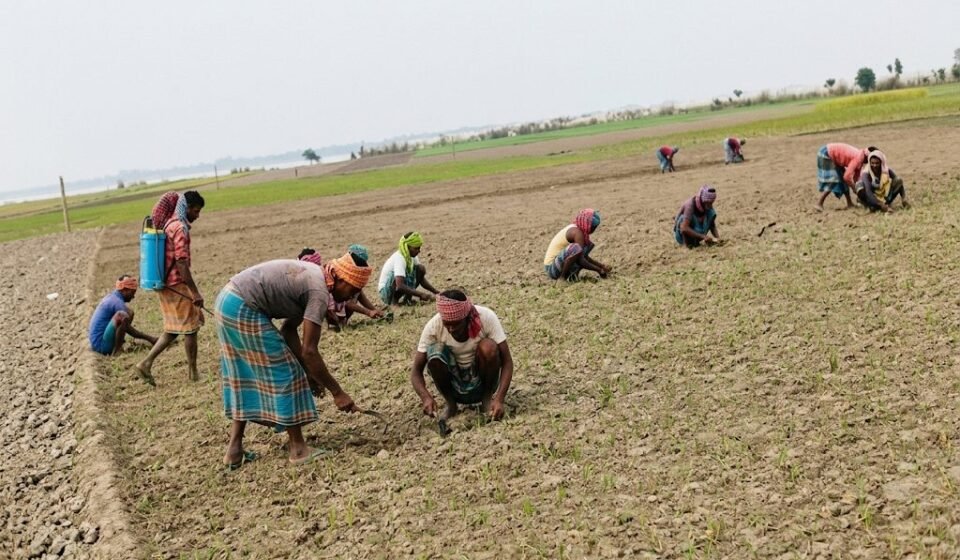 পেঁয়াজে দেশের তৃতীয় রাজবাড়ীতে আগাম মুড়িকাটার আবাদ শুরু, বিনা মূল্যে বীজ-সার দেওয়ার উদ্যোগ