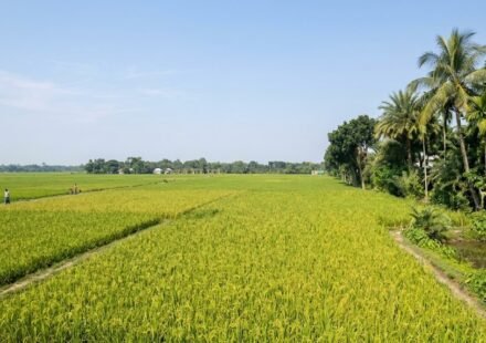 Aman grown on 100 hectares more than target, Jhenaidah farmers hope for good yield