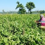 এক একরের সবজিখেতে মাসে ৩০-৪০ হাজার টাকা আয়, রংপুরের সেলিনা এখন এলাকার অনুপ্রেরণা