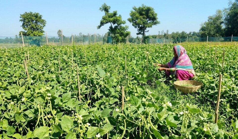 এক একরের সবজিখেতে মাসে ৩০-৪০ হাজার টাকা আয়, রংপুরের সেলিনা এখন এলাকার অনুপ্রেরণা